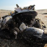 Muschel-Pocken-Formation am Strand von De Haan