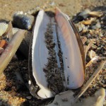Muscheln am Strand von De Haan