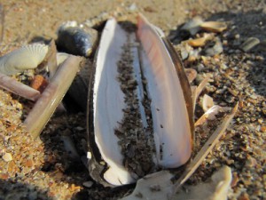 Muscheln am Strand von De Haan