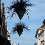 Schwebende Pflanzen, Brugge