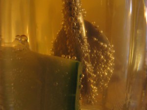 Pimms: Pimms, Sprite, Orangen und Gurken - leckerst!