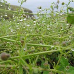 Lands End - Regen und Sturm