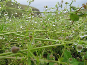 Lands End - Regen und Sturm