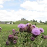 Rock of Cashel