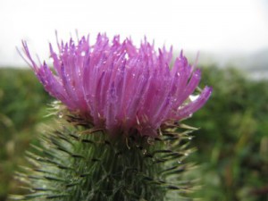 Beara Peninsula