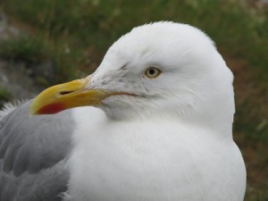 Dingle Peninsula