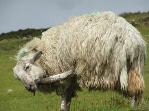 Deserted Village, Achill Island